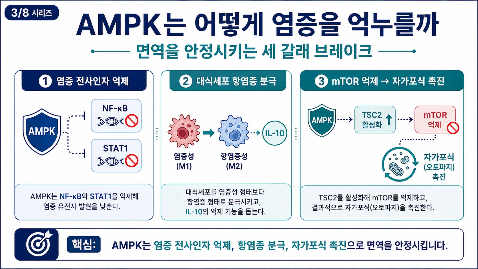 AMPK는 어떻게 염증을 억누르는가 — NF-κB·STAT1 억제, 대식세포 항염증 분극, mTOR 억제와 자가포식