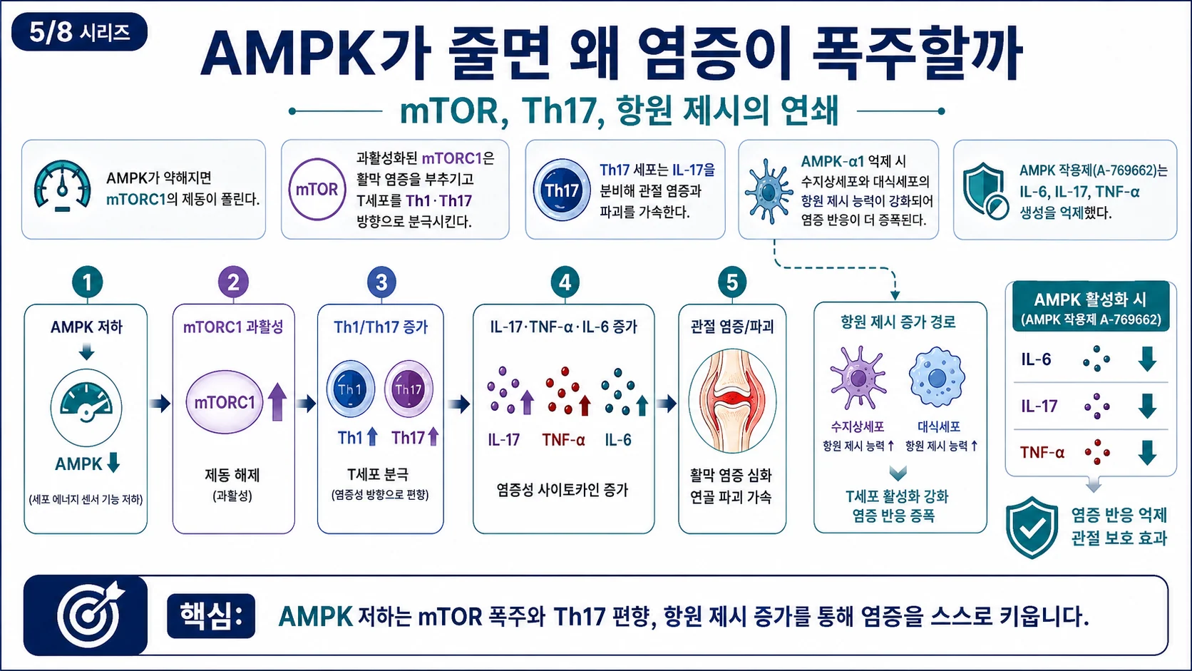 AMPK가 줄면 왜 염증이 폭주할까 — mTOR·Th17·항원 제시의 연쇄