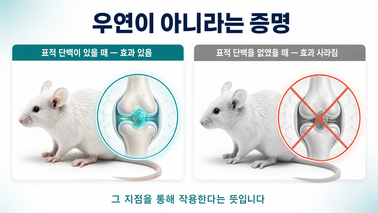 표적 단백이 있을 때는 효과가 나타나고 표적 단백을 없앴을 때는 효과가 사라진 실험을 두 칸으로 대비한 이미지