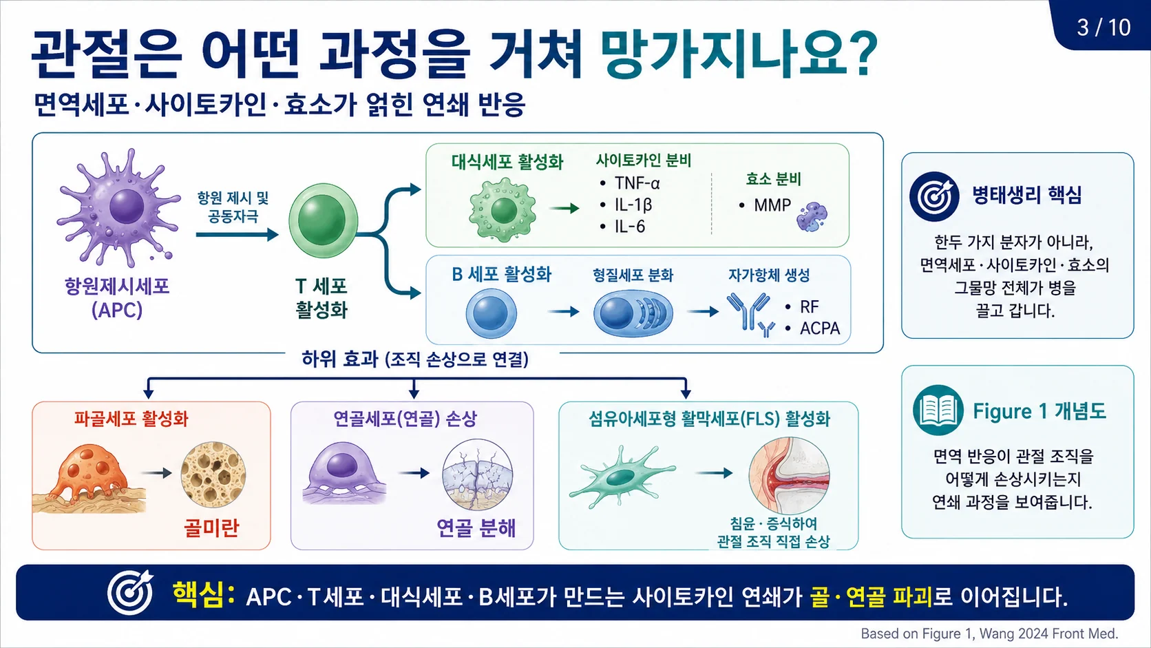 관절이 망가지는 과정 — 면역세포·사이토카인·효소의 연쇄 반응