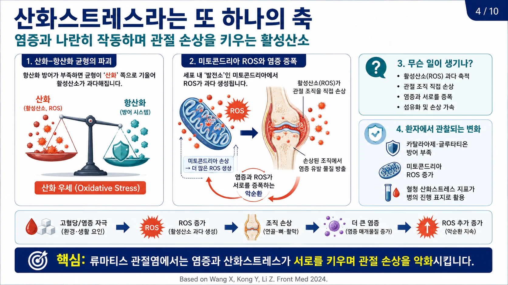 산화스트레스 축 — 활성산소가 관절 손상을 키우는 악순환