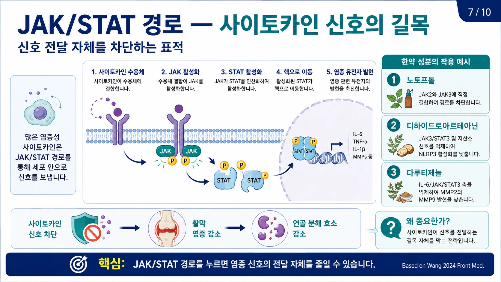 JAK/STAT 경로 — 사이토카인 신호 전달을 차단하는 표적