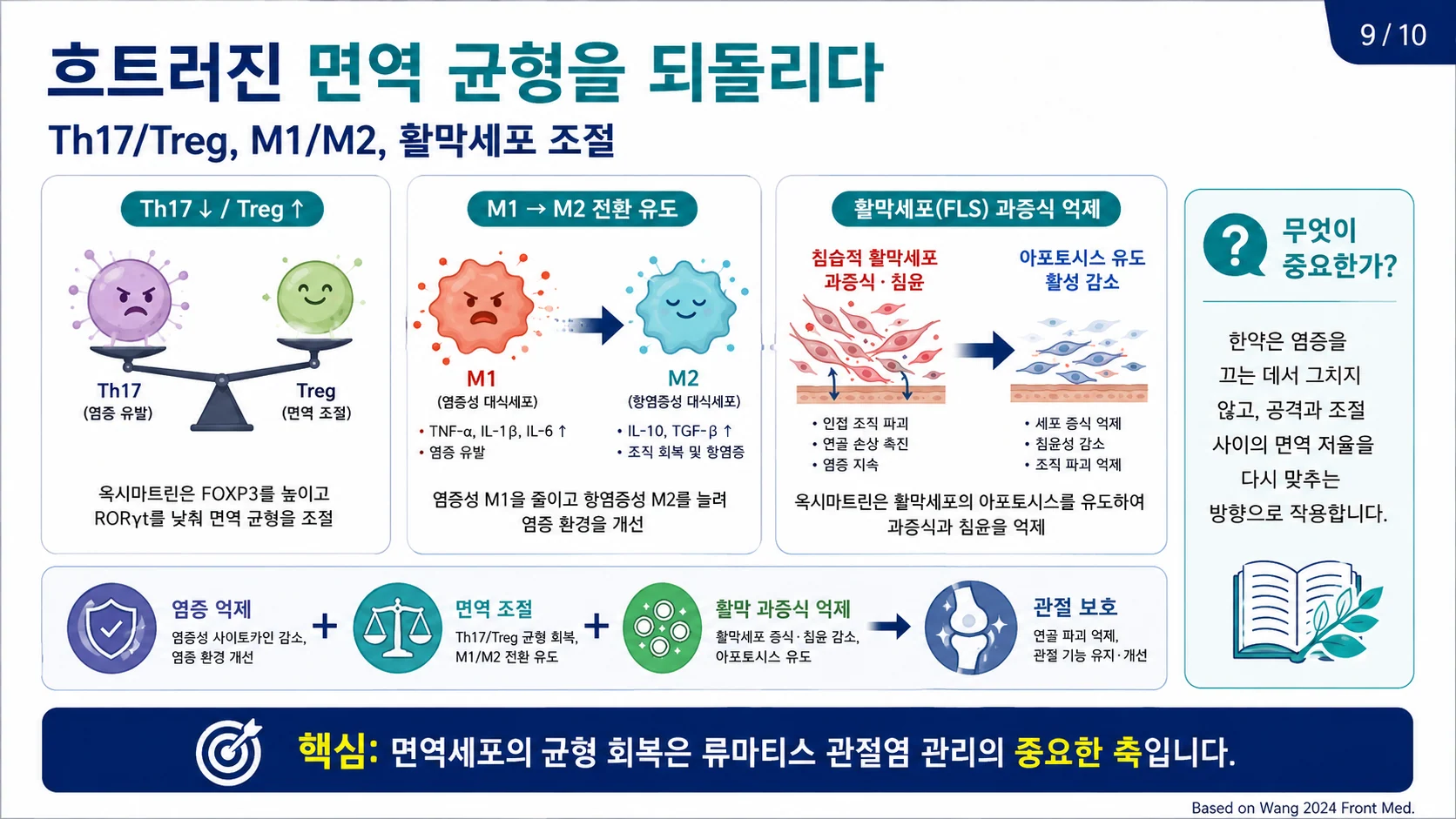 면역 균형 회복 — Th17/Treg, M1/M2, 활막세포 조절