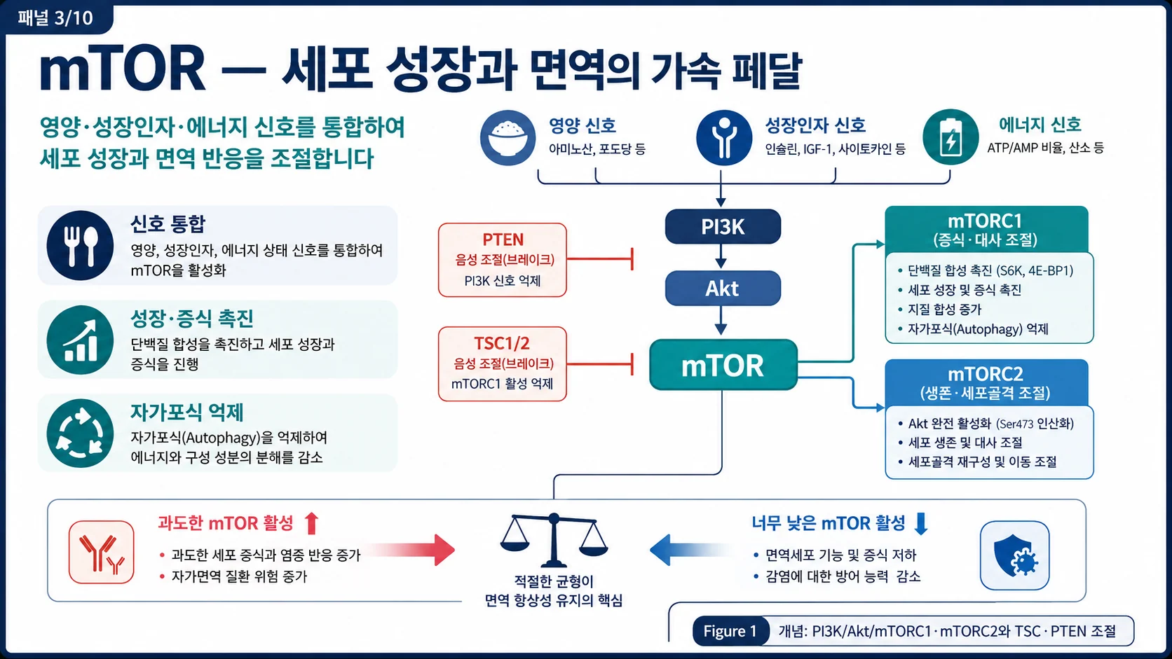 mTOR 신호경로 — PI3K/Akt/mTORC1·mTORC2와 TSC·PTEN 조절