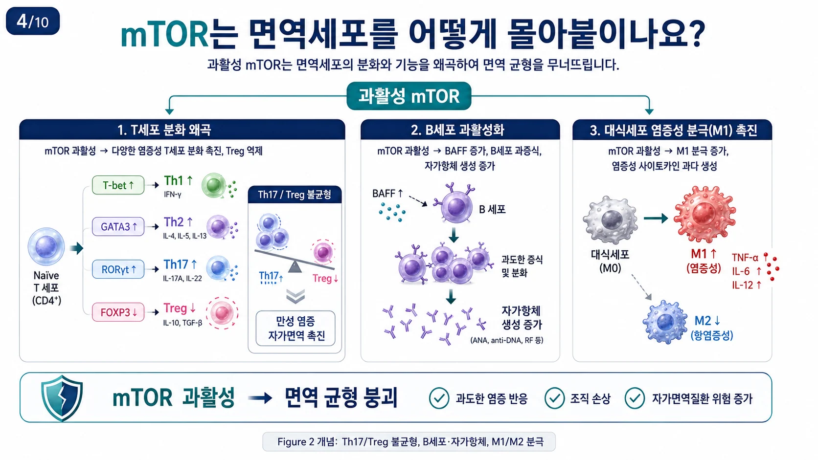 과활성 mTOR — Th17/Treg 불균형, B세포·자가항체, M1/M2 분극