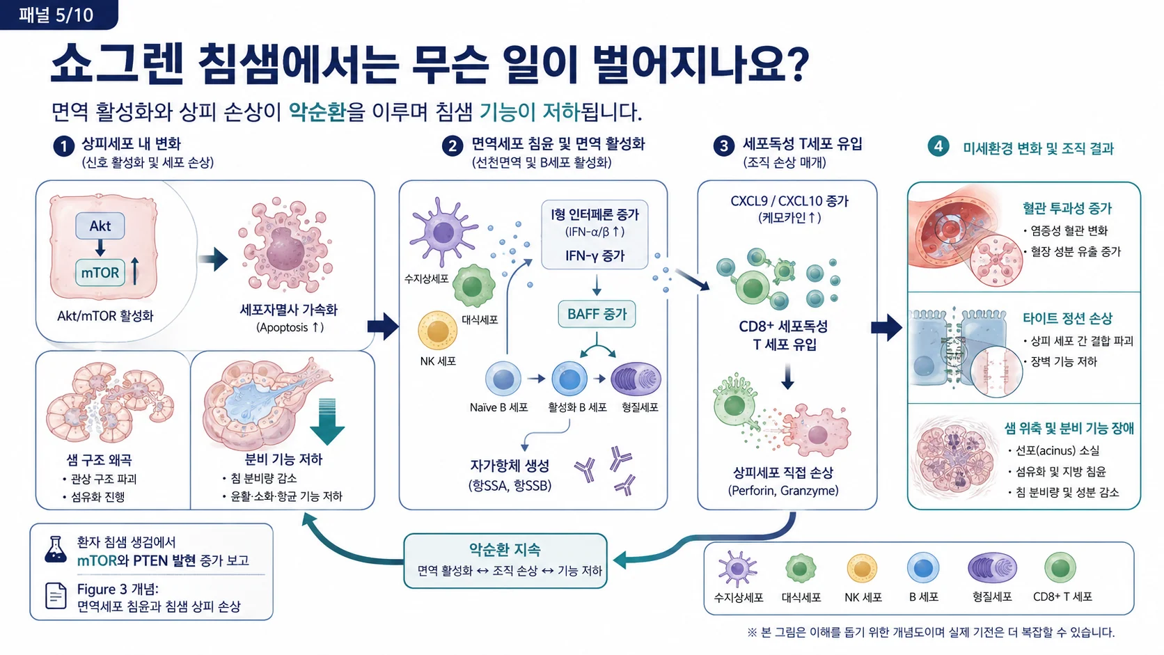 쇼그렌 침샘 — 면역 활성화와 상피 손상이 만드는 악순환