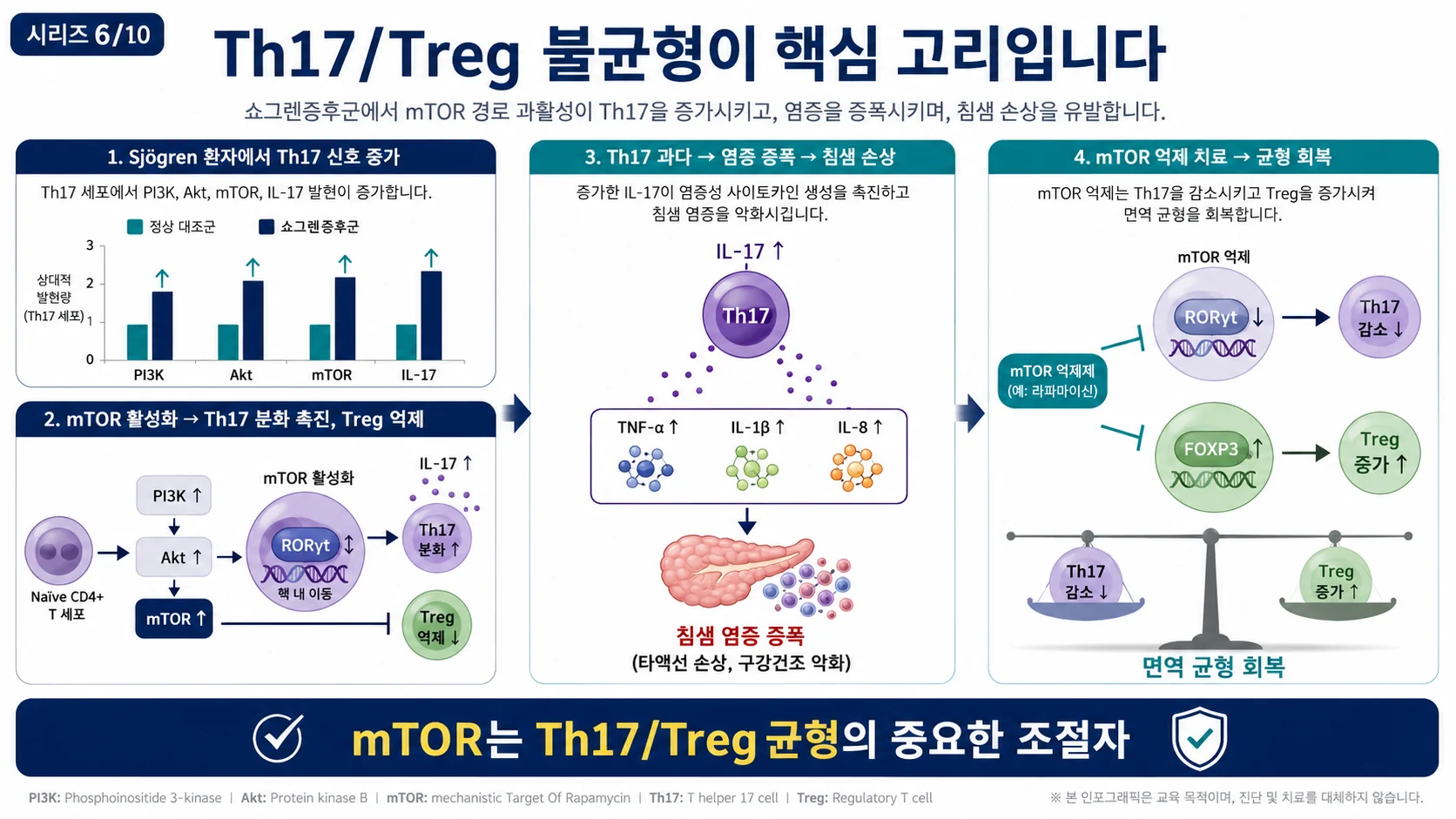 Th17/Treg 불균형 — mTOR가 RORγt를 밀고 FOXP3를 누른다