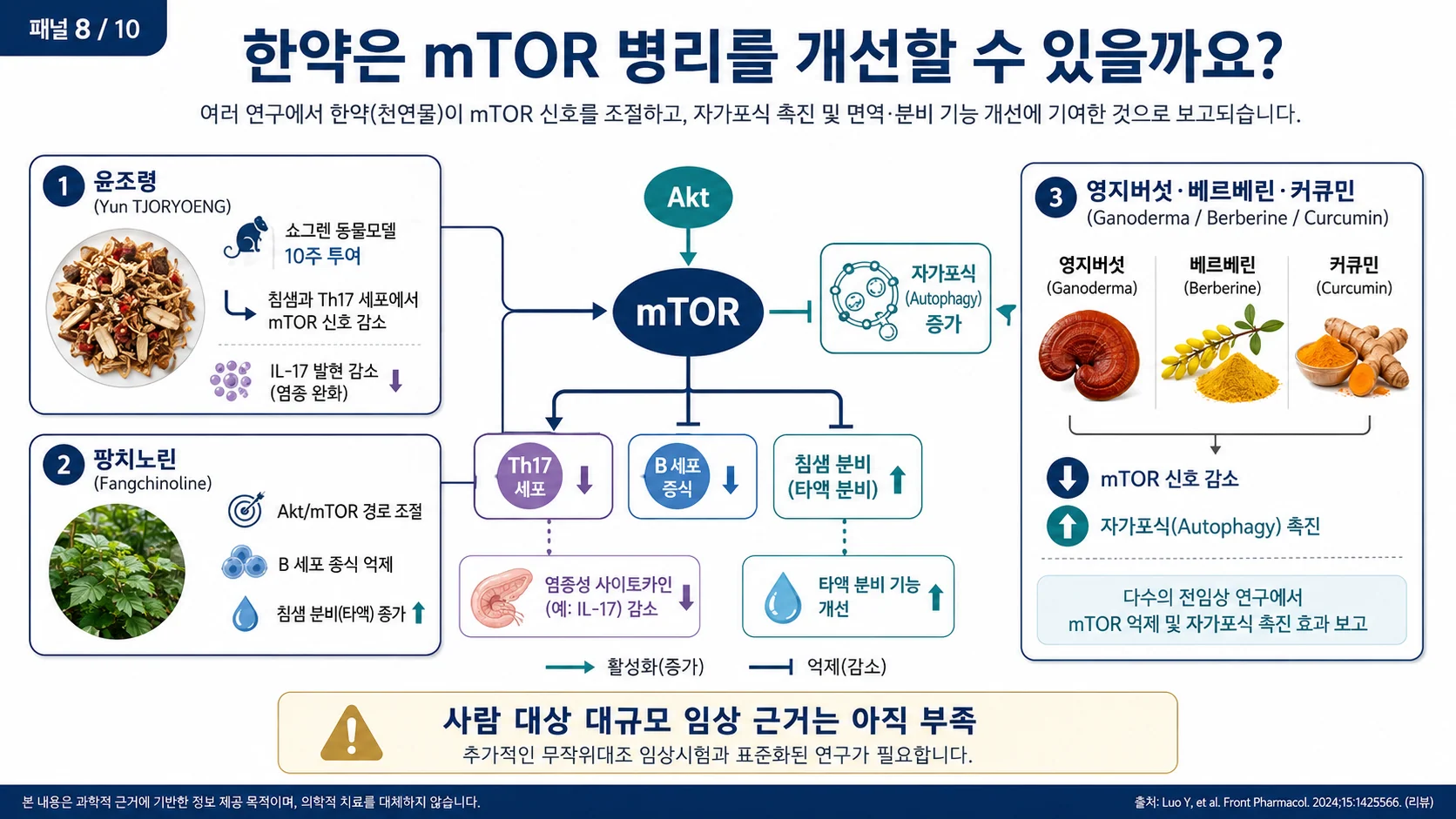 한약과 mTOR — 윤조령·방기·영지·황련·강황의 보고