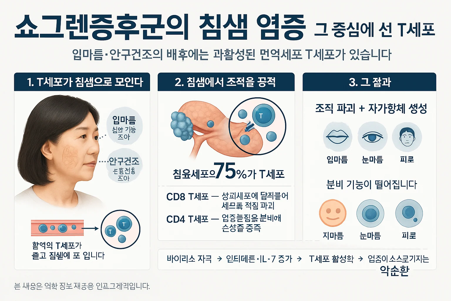 쇼그렌증후군 T세포 면역 반응 — 말초 혈액에서 침샘으로 이동해 염증을 일으키는 흐름 도식