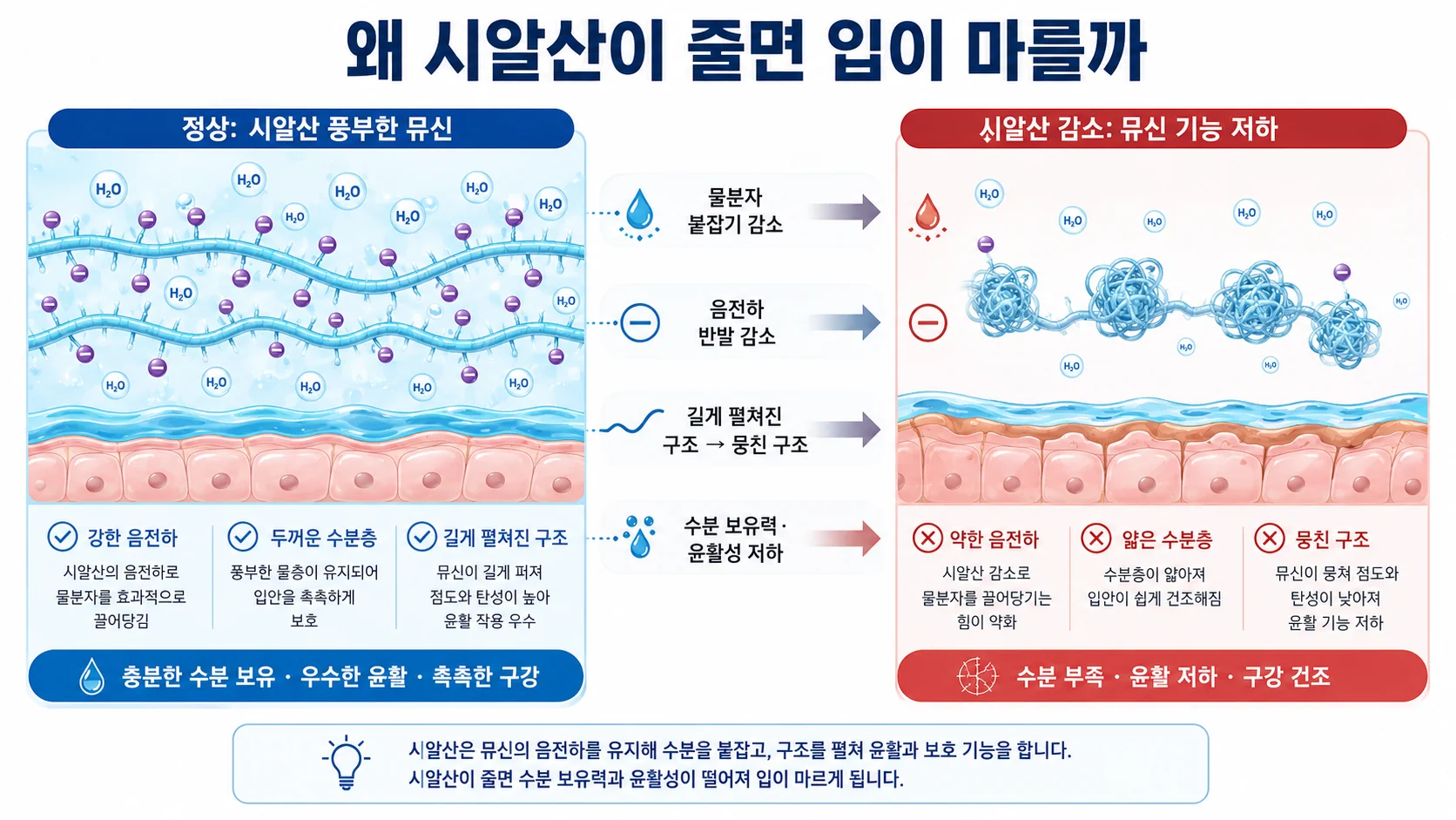 왜 시알산이 줄면 입이 마르나 — 음전하 소실과 수화막 붕괴