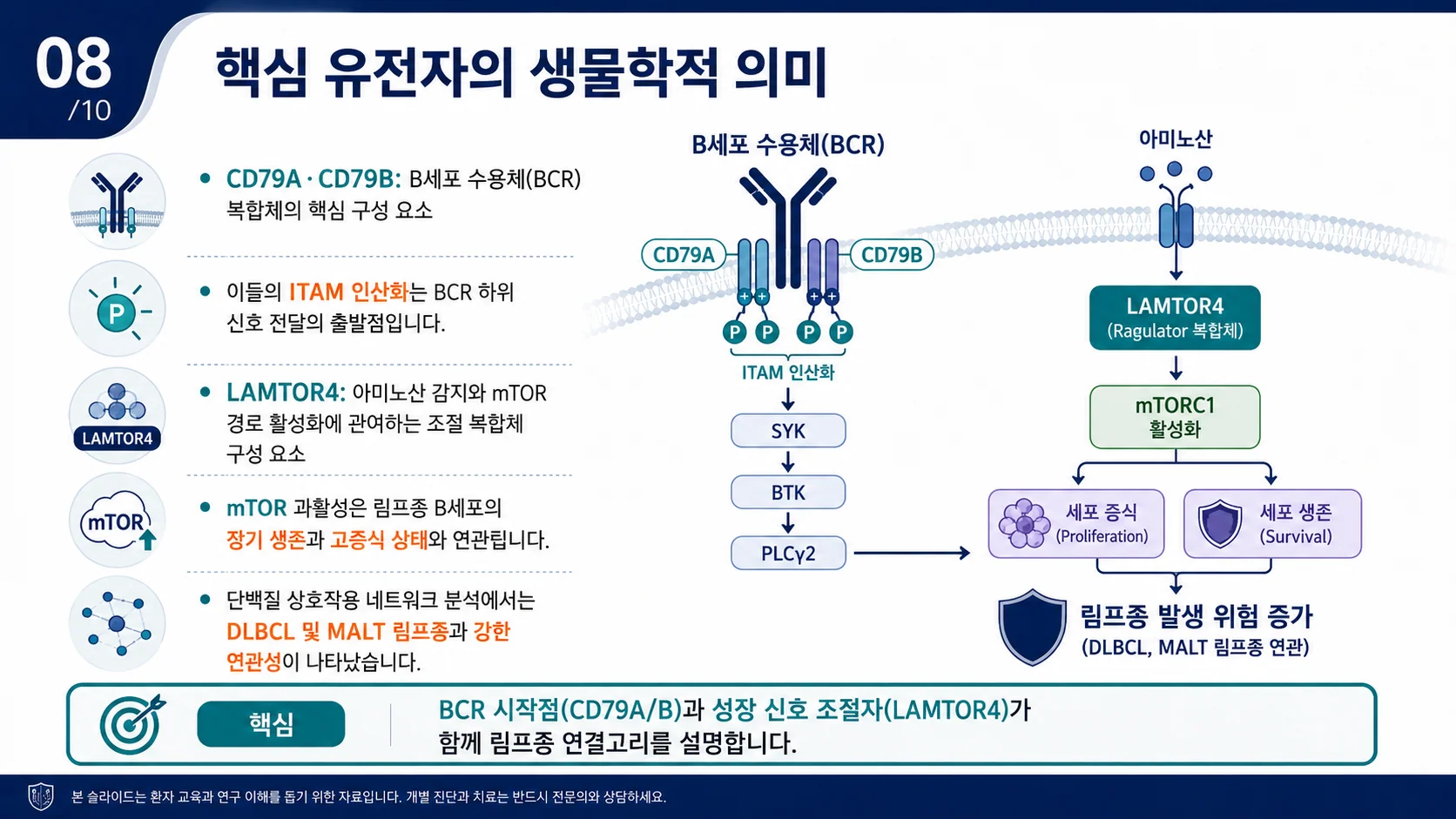 핵심 유전자의 생물학적 의미 — BCR 신호와 성장 신호 조절