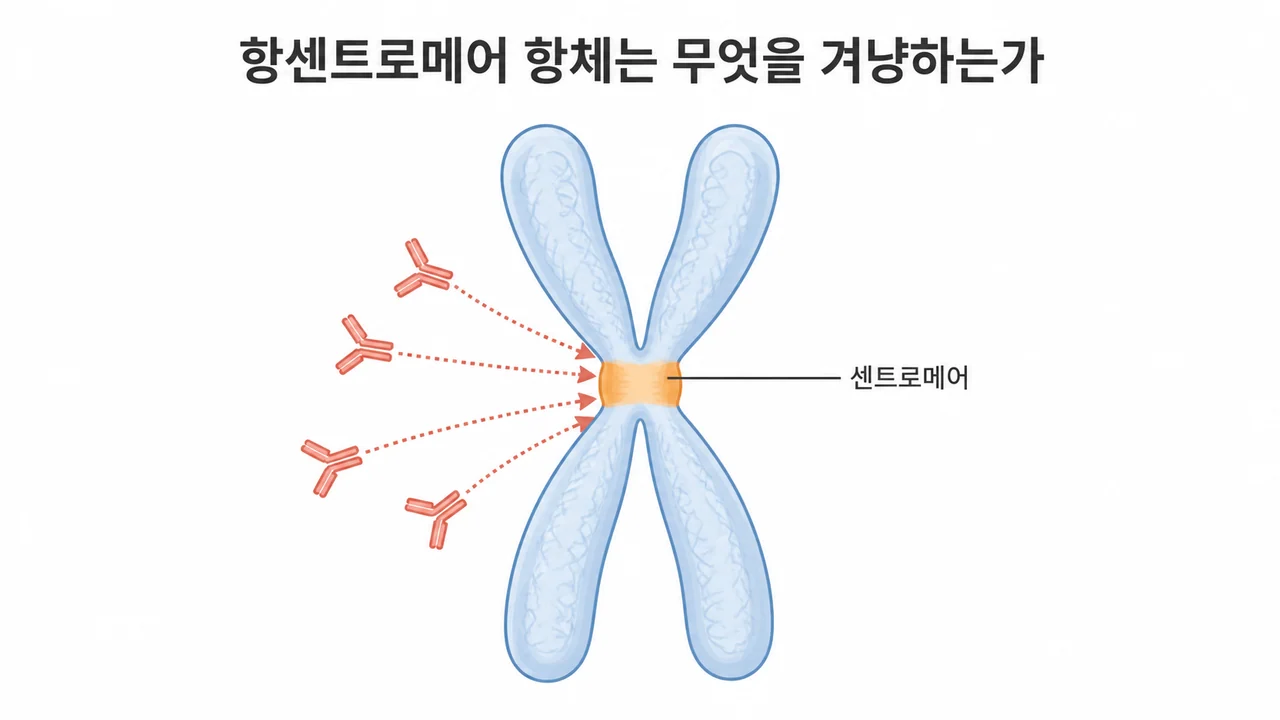 센트로메어와 항센트로메어 항체(anti-centromere antibody, ACA)