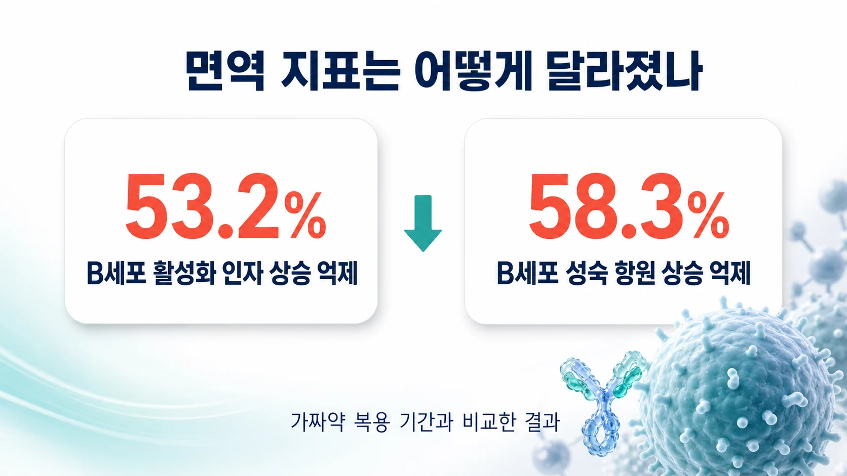 면역 지표 변화 이미지 — B세포 활성화 인자 53.2퍼센트, B세포 성숙 항원 58.3퍼센트 상승 억제