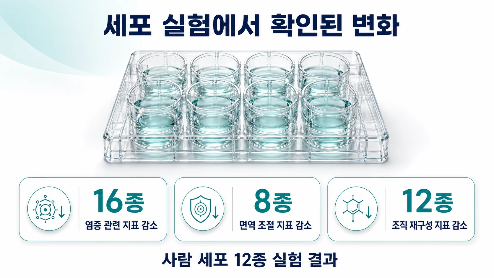 세포 실험 결과 요약 이미지 — 염증 16종, 면역 조절 8종, 조직 재구성 12종 감소