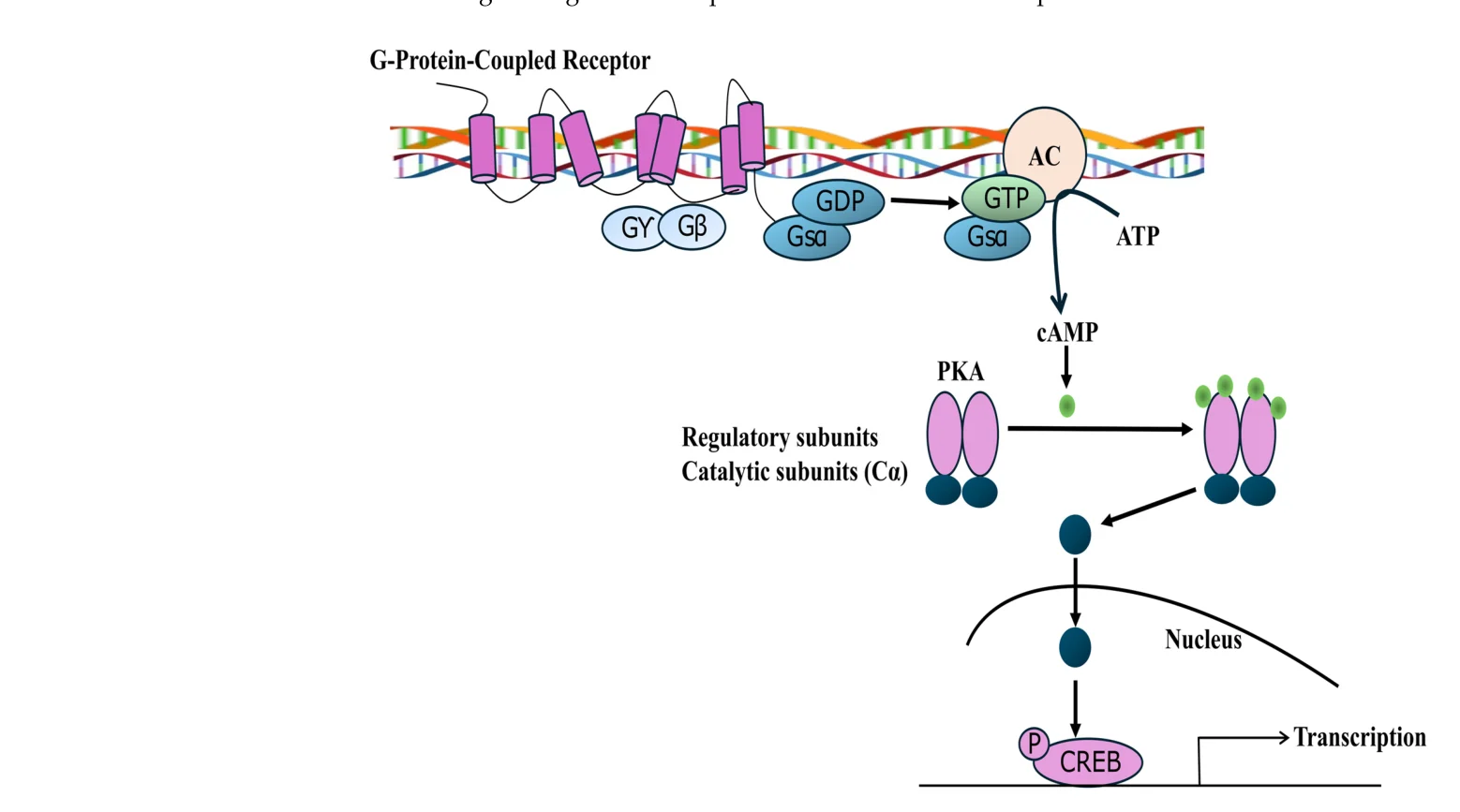 cAMP/PKA 신호 경로 — GPCR 활성화부터 CREB 매개 전사까지