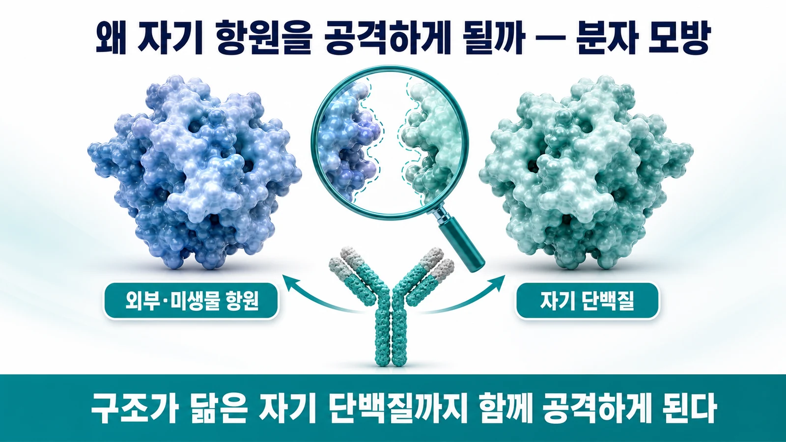 분자 모방으로 외부 항원과 구조가 닮은 자기 단백질을 함께 공격하게 되는 과정을 설명하는 인포그래픽