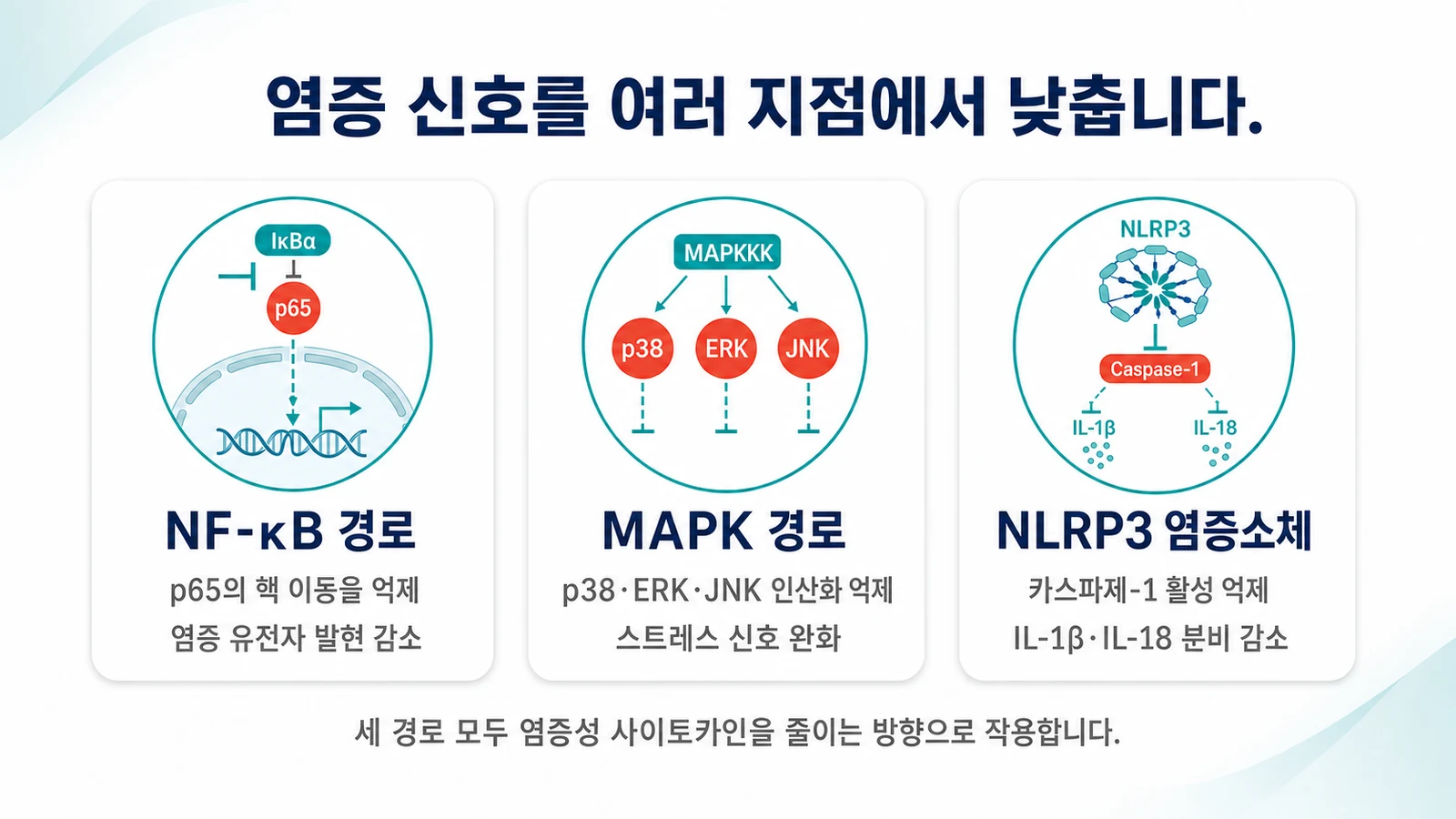 염증 신호를 여러 지점에서 낮춥니다