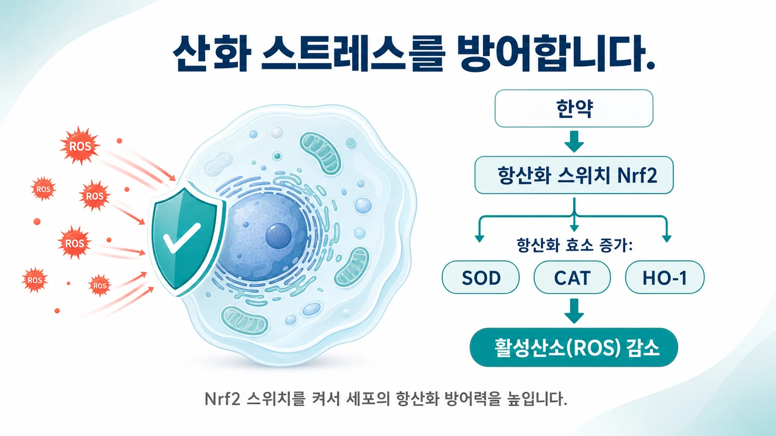 산화 스트레스를 방어합니다