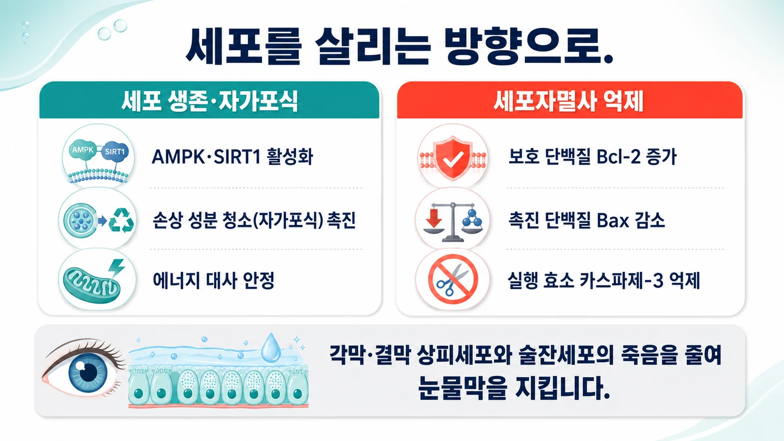세포를 살리는 방향으로