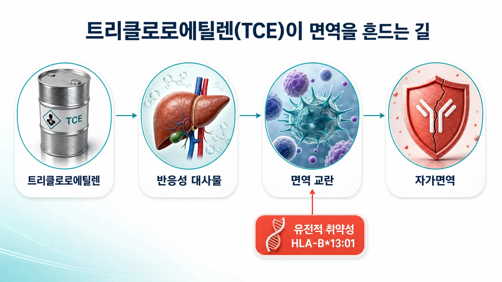 트리클로로에틸렌이 산화 대사물을 거쳐 면역을 교란하고 유전적 취약성과 만나는 과정을 도식화한 이미지