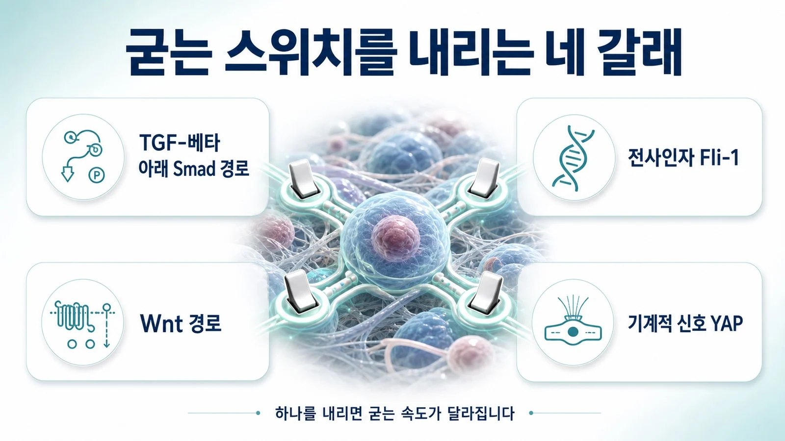 굳는 과정의 스위치를 내리는 네 갈래 경로를 정리한 도식