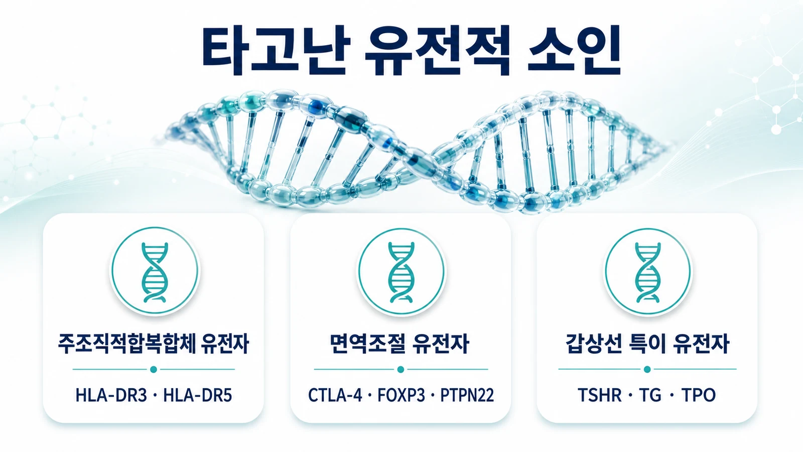 유전적 소인을 설명하는 인포그래픽. 주조직적합복합체 유전자, 면역조절 유전자, 갑상선 특이 유전자 세 갈래 분류