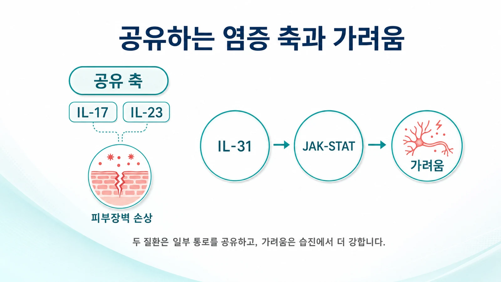 IL-17·IL-23 공유 축과 IL-31이 JAK·STAT를 통해 가려움을 일으키는 통로를 표현한 이미지