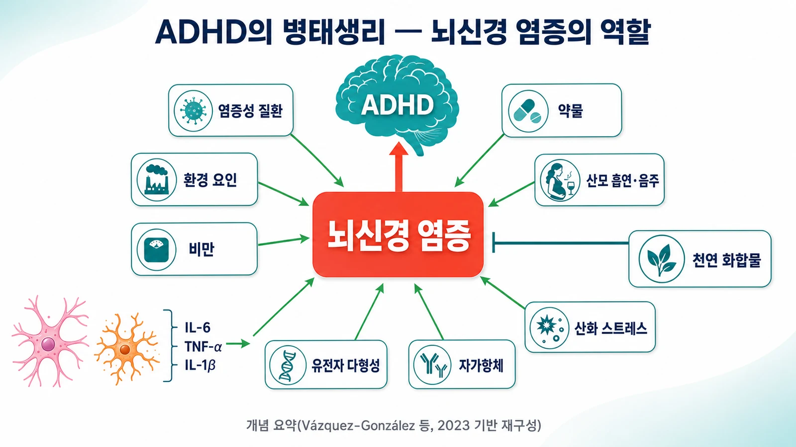 ADHD의 병태생리 — 뇌신경 염증의 역할