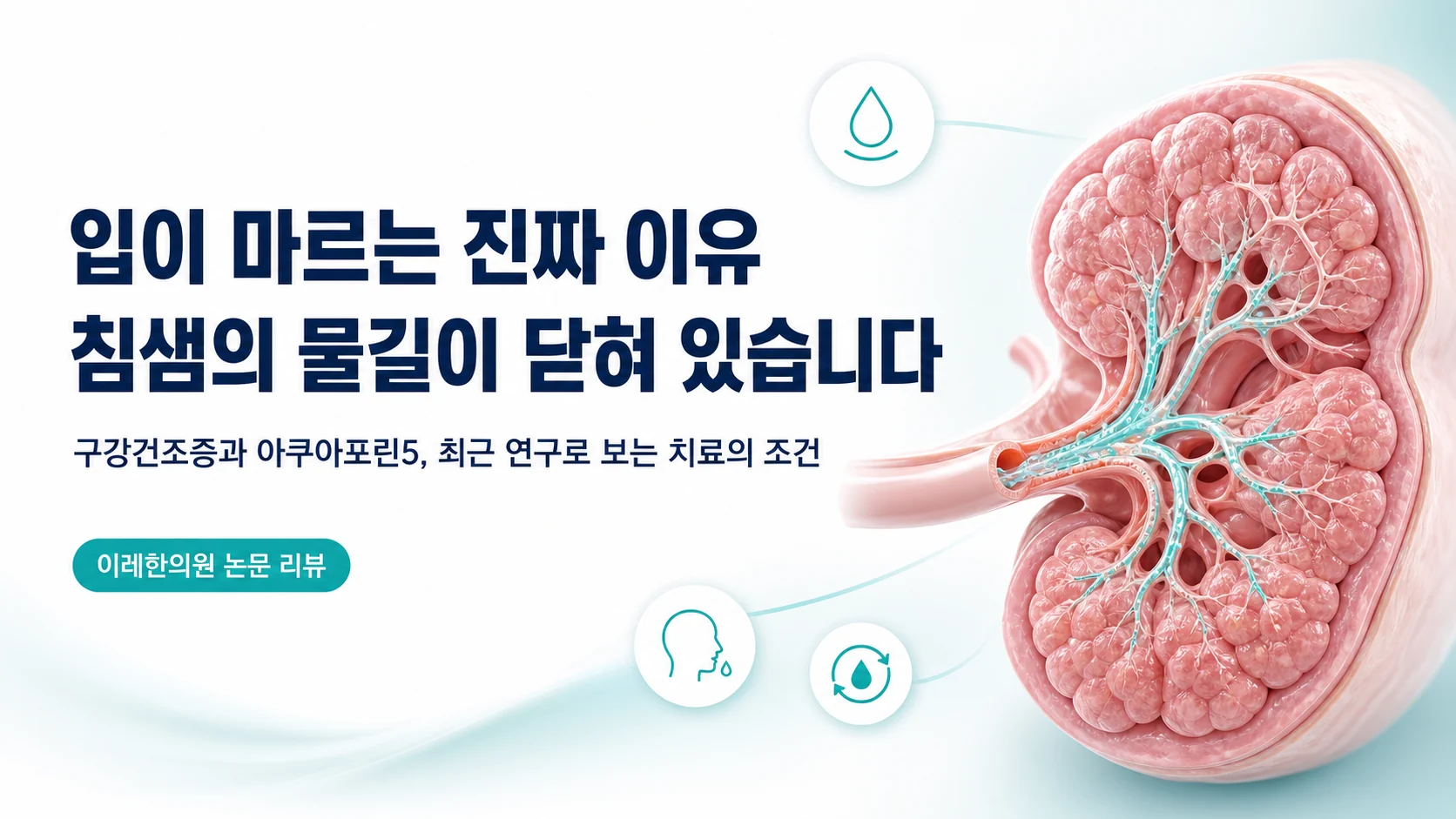 구강건조증 치료, AQP5 발현이 늘어야 효과가 지속됩니다