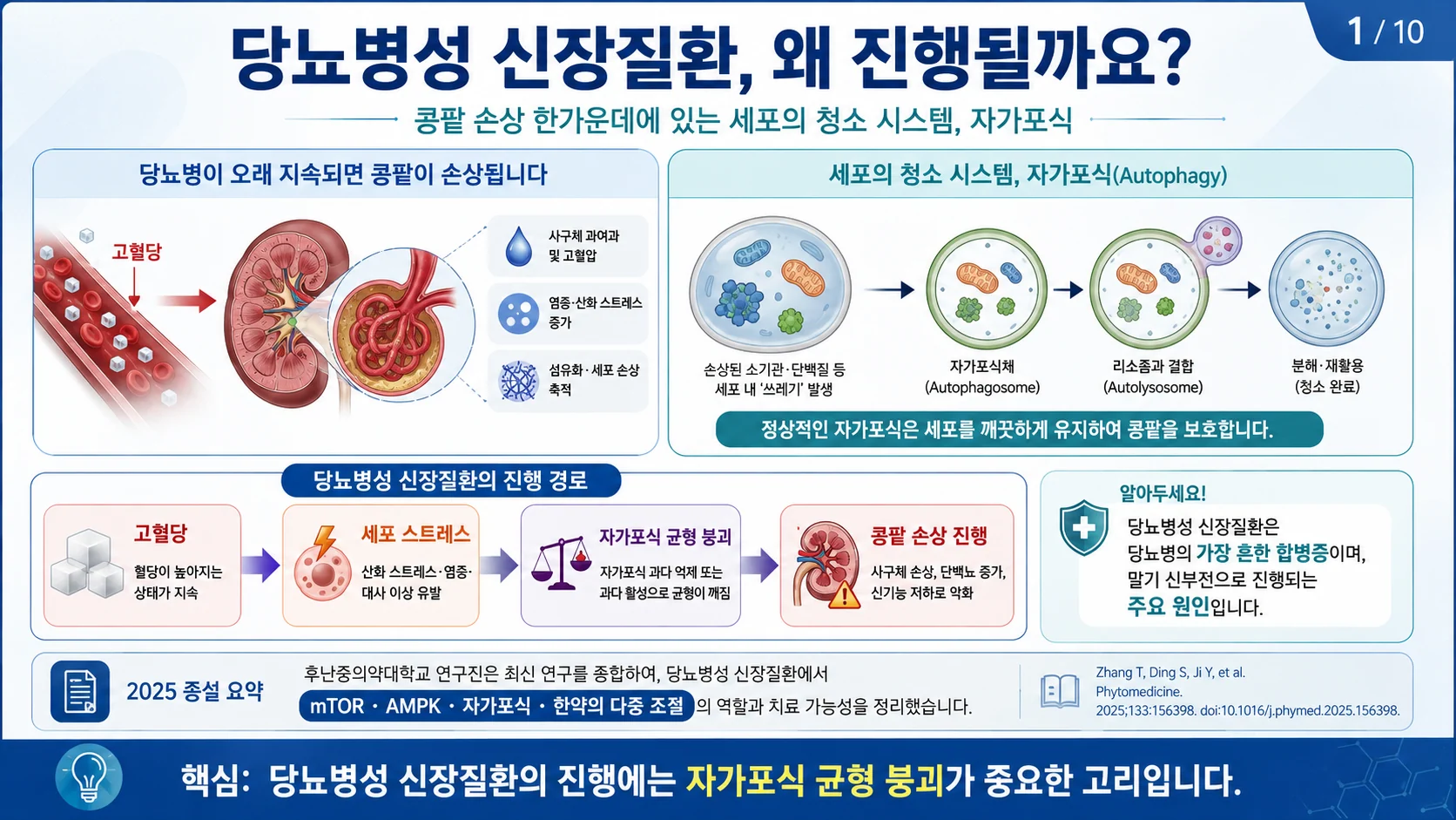 당뇨병성 신장질환, 한약이 콩팥 세포의 청소 기능을 되살릴까 — mTOR·AMPK·자가포식 병리