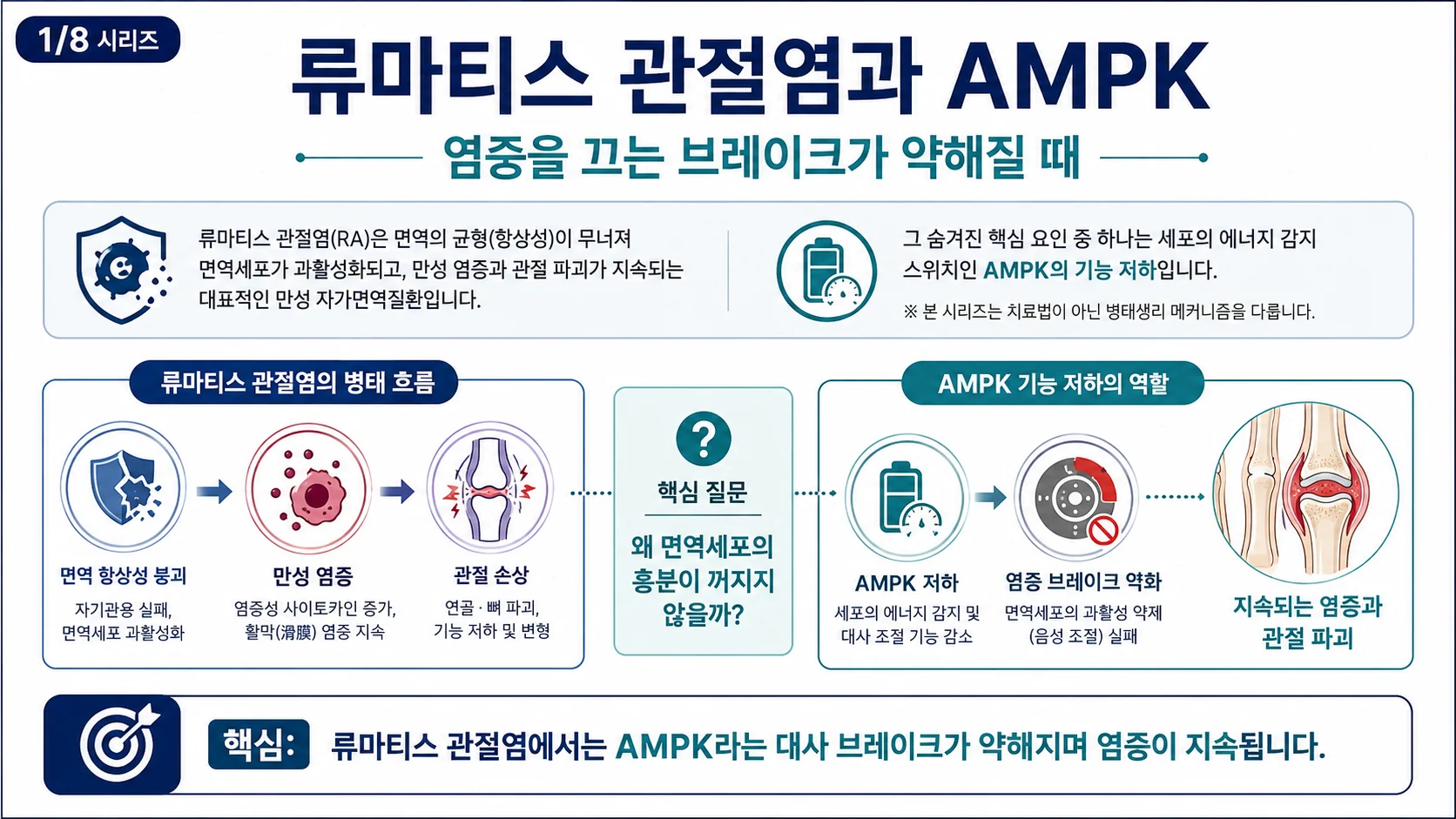 류마티스 관절염 병리적 원인 중 AMPK — 염증을 끄는 브레이크가 약해질 때