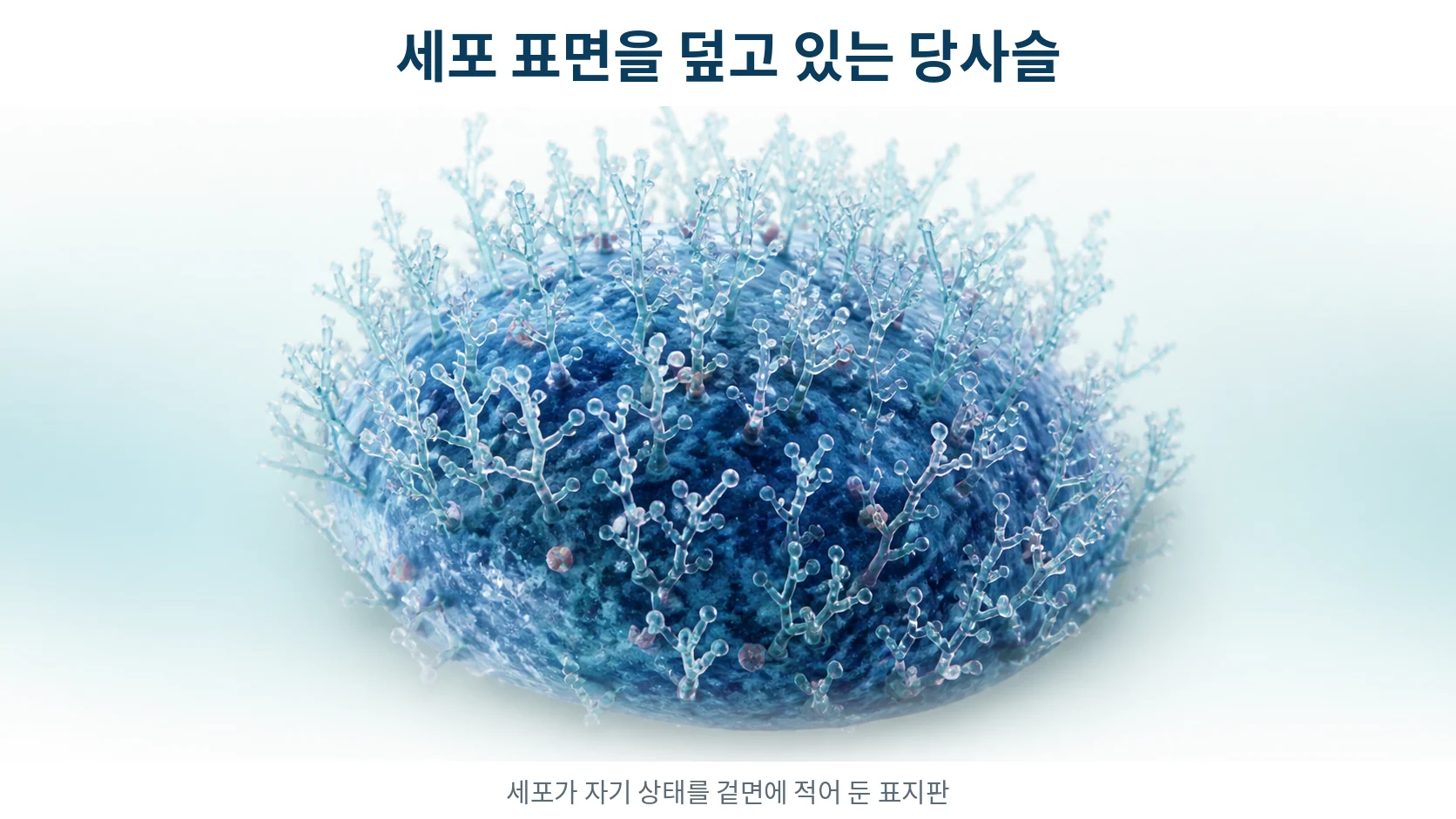 면역이 내 몸을 공격하기까지 — 세포 표면 당사슬이 정하는 반응의 문턱