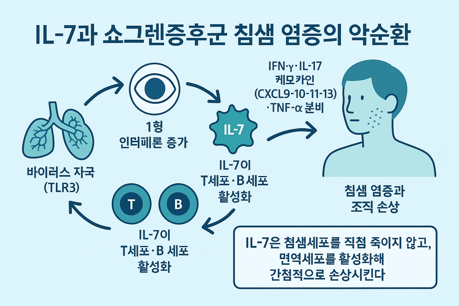 쇼그렌증후군과 IL-7 — 침샘 염증을 부추기는 신호물질의 병리