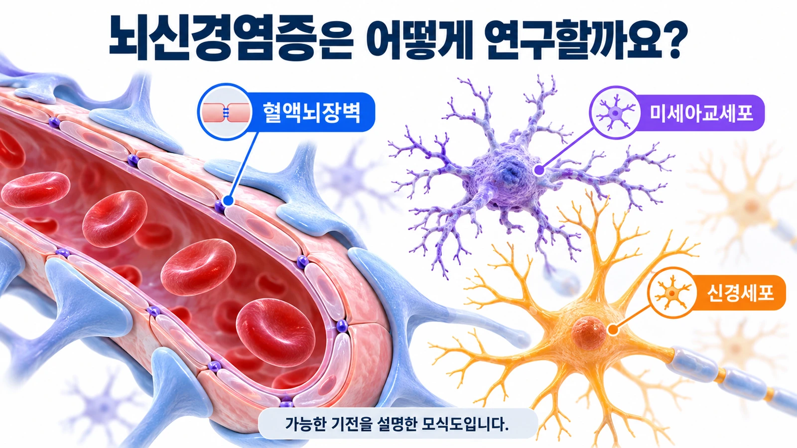 혈액뇌장벽과 미세아교세포, 신경세포의 관계를 설명한 모식도입니다.