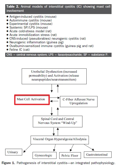 간질성 방광염Interstitial Cystitis #4