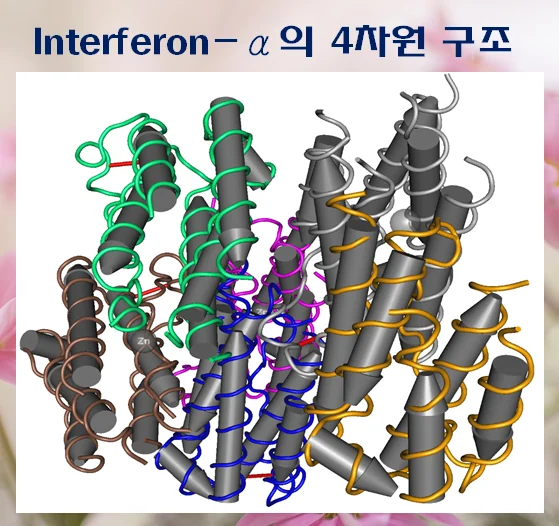 쇼그렌증후군 한약 치료, INF-α 억제 효과가 있습니다