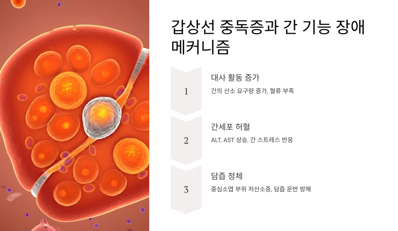 그레이브스병 간 수치 상승 원인 요약정리 그레이브스씨병 - img 03