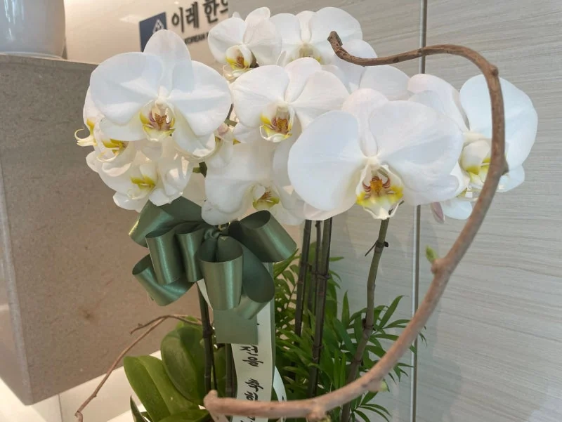 시신경척수염과 하시모토갑상선염 그레이브스병의 관련성은 어느 정도 - img_05
