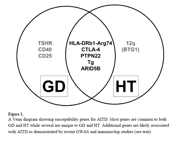 자가면역성 갑상선 질환 Graves' disease   Hashimoto's thyroiditis - img 04