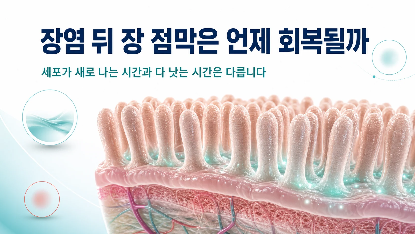 감염성 장염 후 장 점막 회복에 걸리는 시간 — 세포 재생 3~4일, 기능 회복은 그 이후
