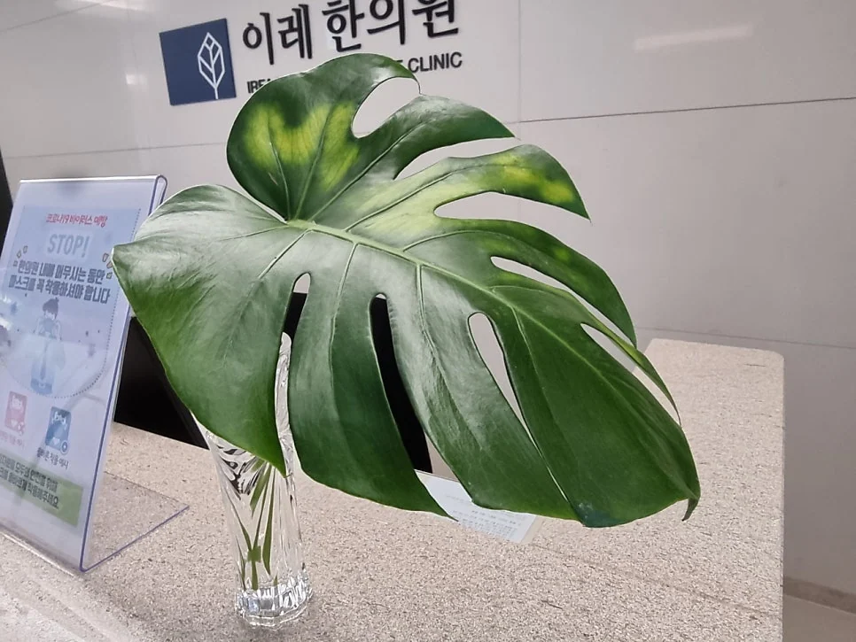 쇼그렌증후군 증상  - 저칼륨혈증 위기