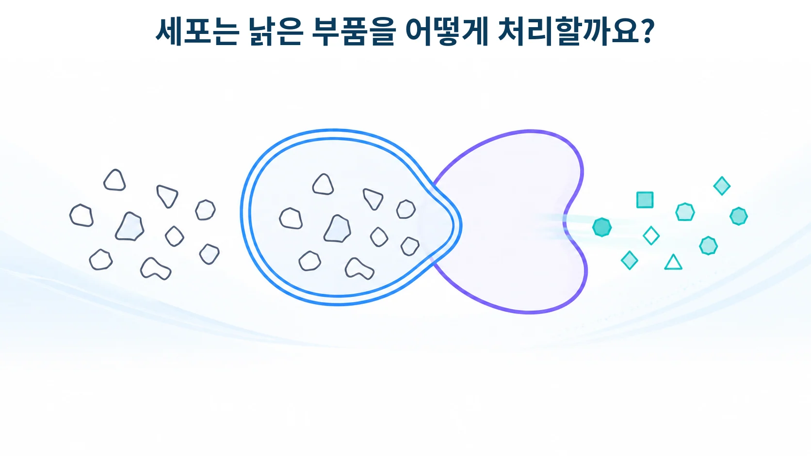 자가포식, 세포의 청소 능력이 T세포 기억을 좌우할 때