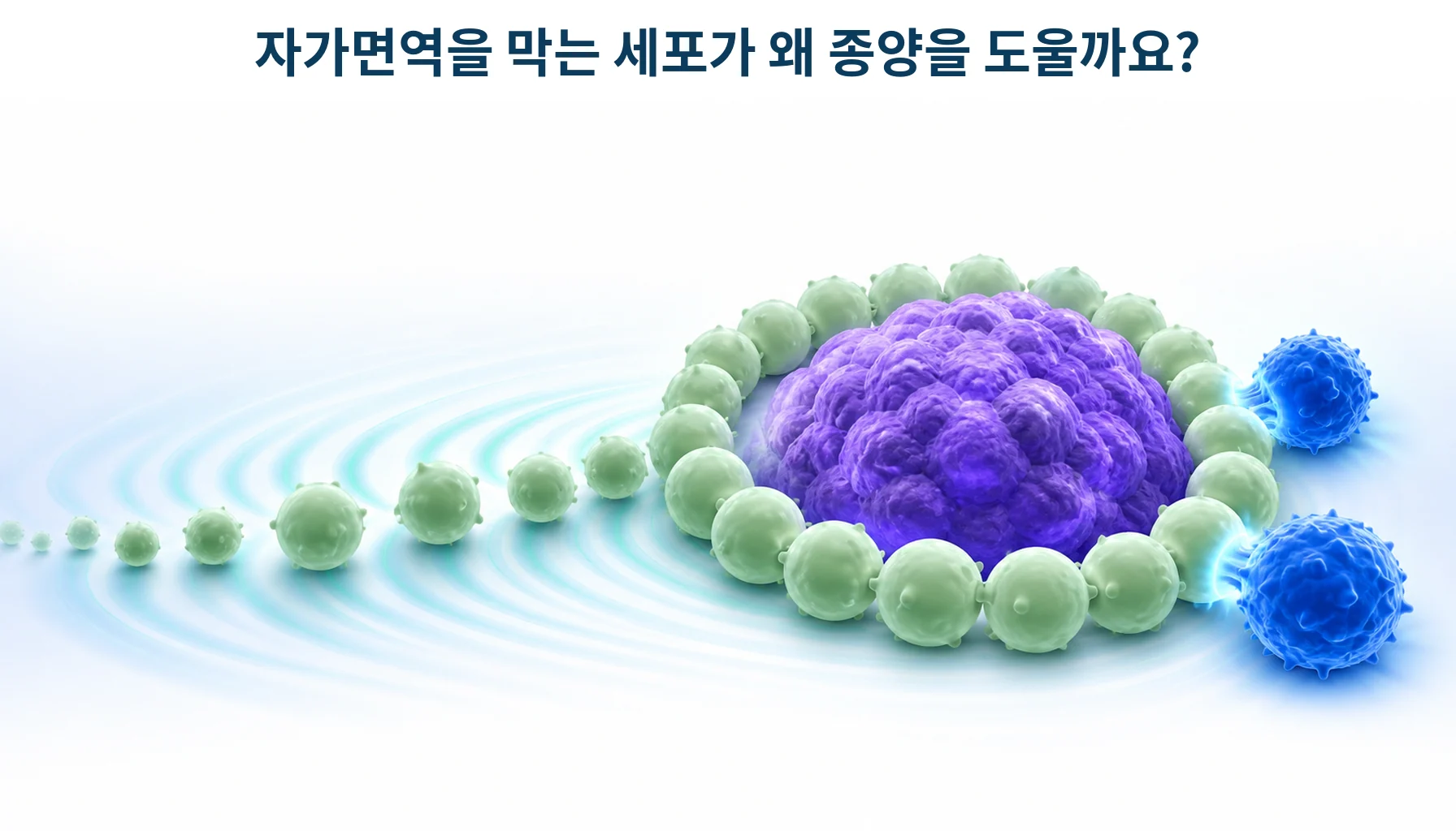 조절 T세포: 면역 관용과 종양 미세환경의 억제 기능