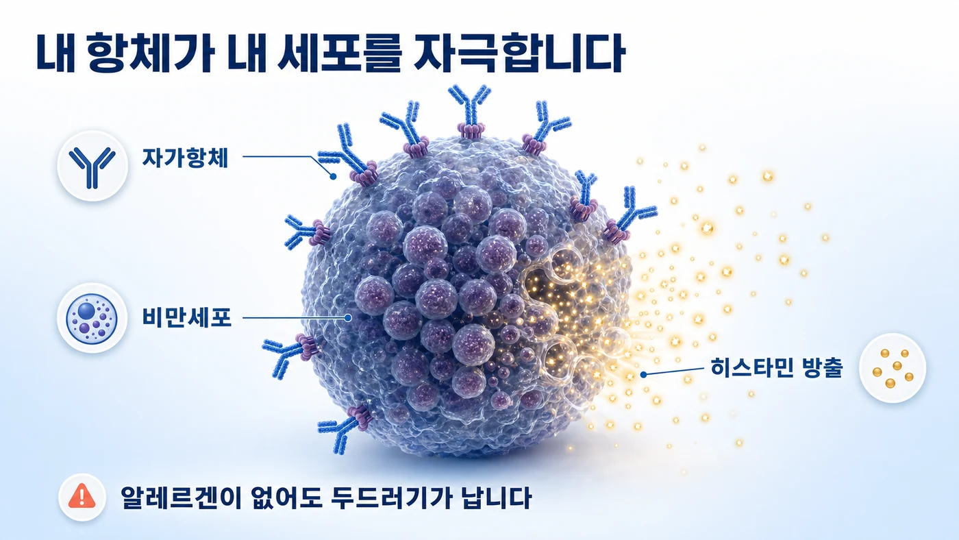 자가항체가 비만세포를 자극해 히스타민이 방출되는 만성 자발성 두드러기의 기전