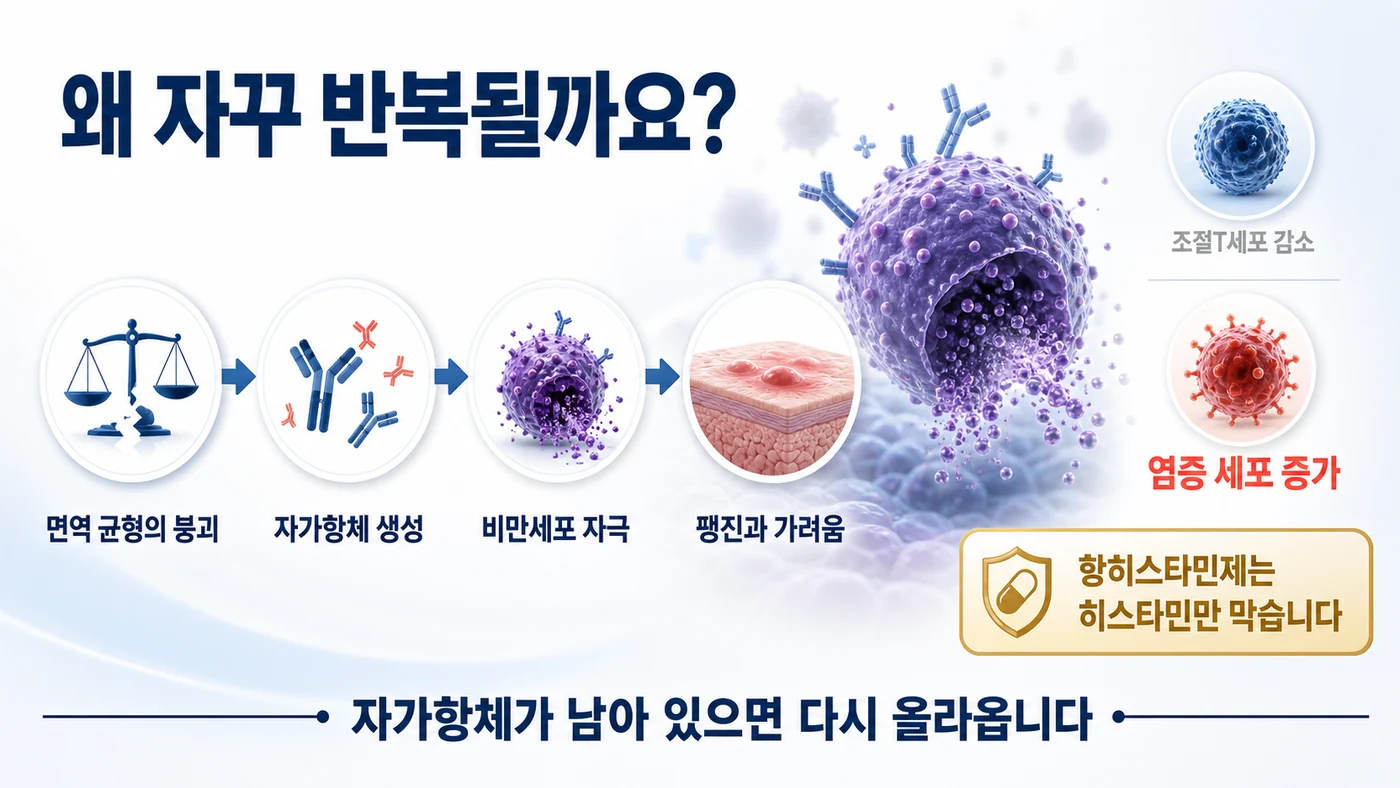 면역 균형 붕괴에서 자가항체 생성, 비만세포 자극, 팽진과 가려움으로 이어지는 과정