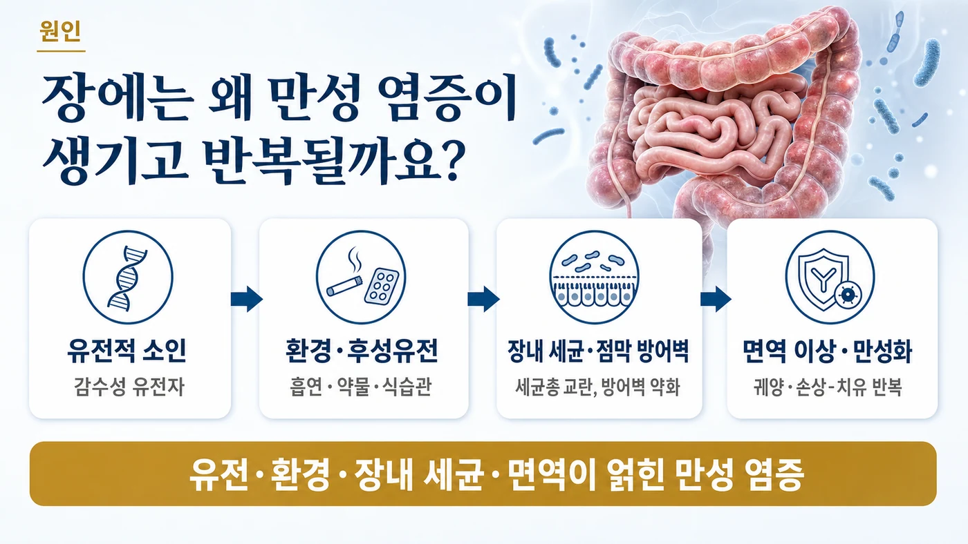 염증성 장질환의 원인 — 유전적 소인 위에 흡연·약물·식습관, 장내 세균총 교란과 점막 방어벽 약화, 면역 이상이 겹쳐 만성 장 염증이 반복되는 흐름