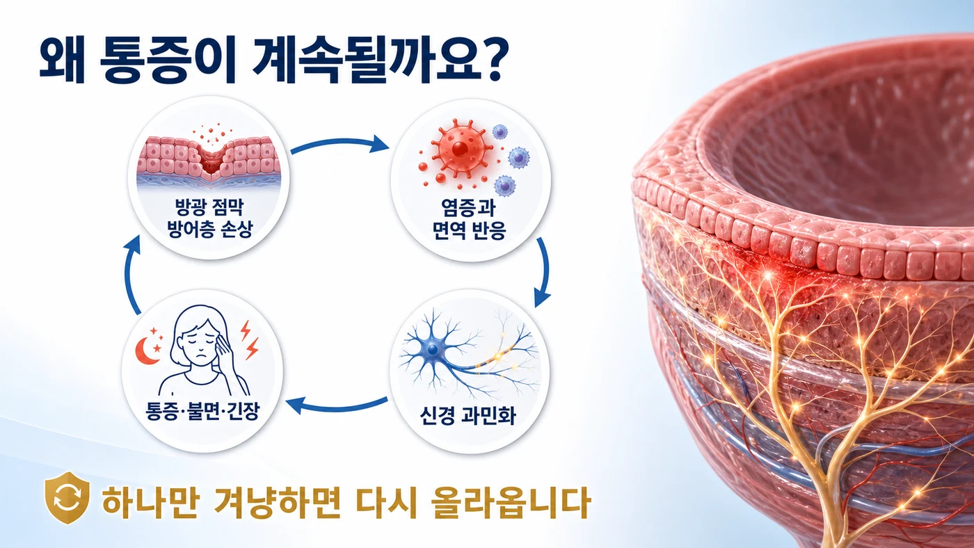 방광 점막 방어층 손상, 염증과 면역 반응, 신경 과민화, 통증과 불면이 이어지는 악순환