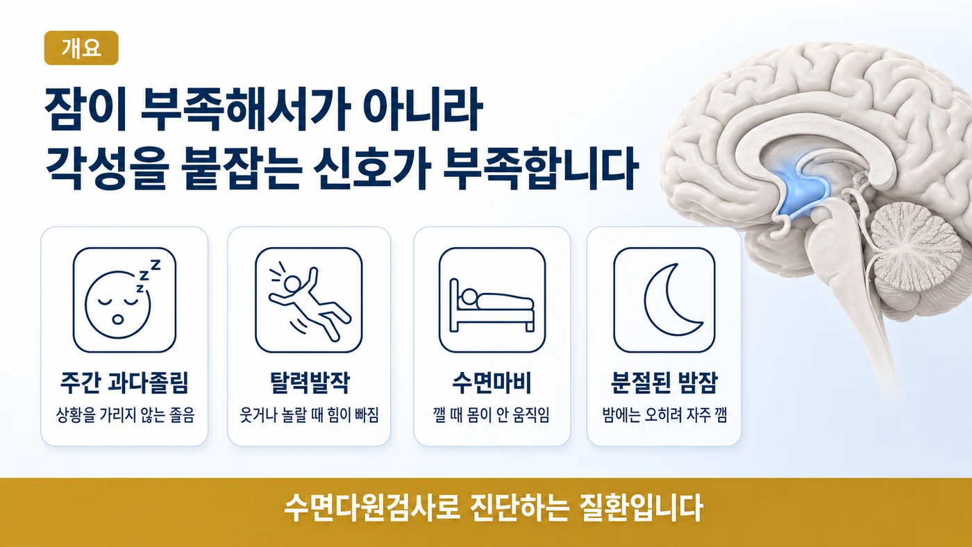 주간 과다졸림, 탈력발작, 수면마비, 분절된 밤잠으로 나타나는 기면증의 네 가지 대표 증상