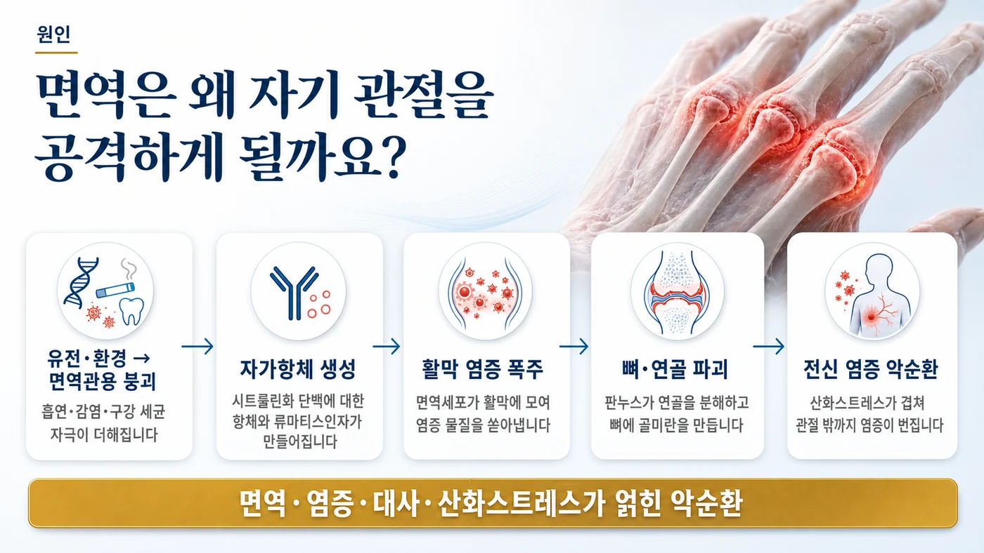 류마티스 관절염의 원인 — 유전·환경으로 면역관용이 무너져 자가항체가 생기고 활막 염증이 폭주해 뼈·연골 파괴와 전신 염증 악순환으로 이어지는 흐름
