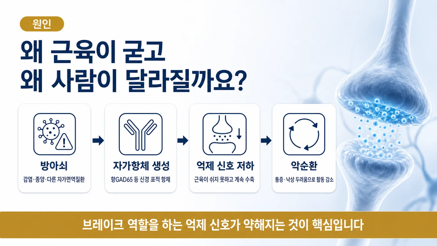 방아쇠에서 자가항체 생성, 억제 신호 저하, 악순환으로 이어지는 강직인간증후군의 진행 단계